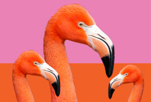 Flamingo Image